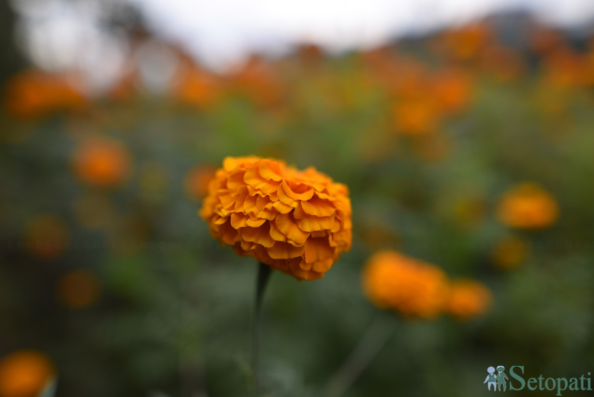 https://raracms.setopati.com/uploads/shares/2019/01/sujita/Marigold flowers for the Tihar Festival (1).JPG